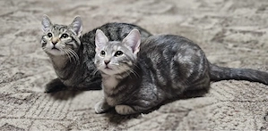 Zwei Amerikanische Kurzhaar: 7 Monate alt 