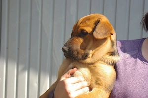     Yasmin sucht ihr Zuhause    