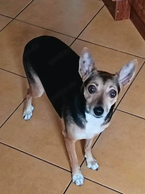     Bambi sucht eine liebevolle Familie    