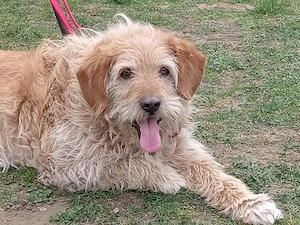     Isamu sucht sein Körbchen    