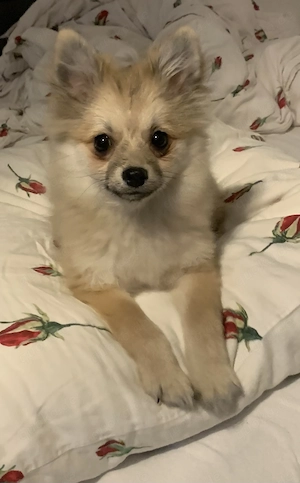 Welpen  Pomeranian -DeutscherSpiz