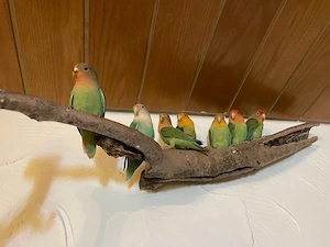 Rosenköpfchen paarweise in vogelkundige Hände abzugeben