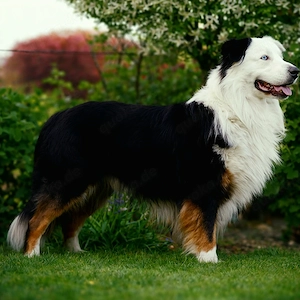 Australian Shepherd Black Tri Erfahrener Deckrüde (Kein Verkauf)