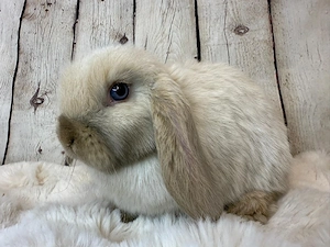 Minilop Zwergwidder Mädchen