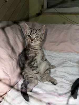 Letze BKH EKH kitten