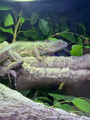  grüner leguan 1.0 (rot)