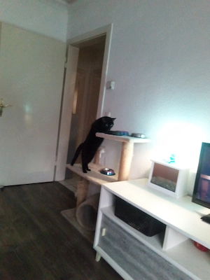 Hauskatze kater