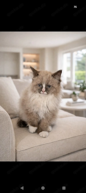 Ragdoll Baby katze in chocolate 