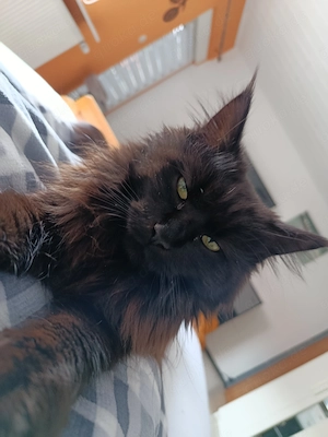 Maine coon Katzendame sucht neues Zuhause 