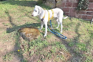 Cosmo Abruzzischer Schäferhund Mix 5 Monate  Tierschutzverein  Bild 2