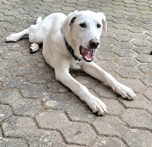 Cosmo Abruzzischer Schäferhund Mix 5 Monate  Tierschutzverein  Bild 4