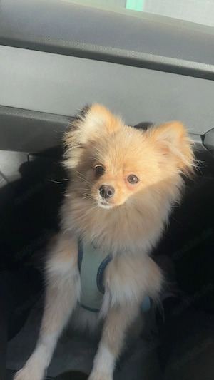 Zwergspitz (pomeranian)