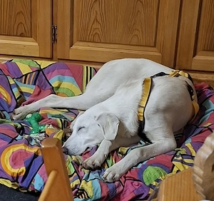 Cosmo Abruzzischer Schäferhund Mix 5 Monate  Tierschutzverein  Bild 5