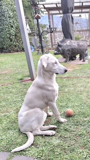 Cosmo Abruzzischer Schäferhund Mix 5 Monate  Tierschutzverein  Bild 3