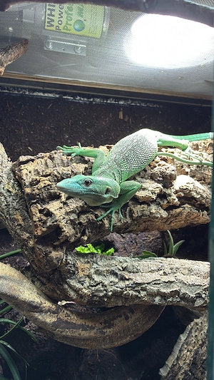 Varanus prasinus 1.0 Smaradgwaran mit Terrarium