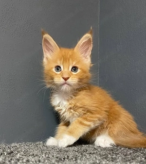 Stubenreine Maine-Coon-Kätzchen (männlich und weiblich)