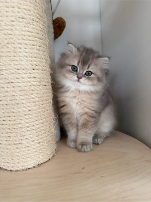 Drei liebevolle BKH-Kitten suchen ihr Für-immer-Zuhause (Abgabe ab 13.04.)