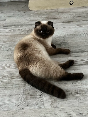 Liebevolles für immer Zuhause für Katze gesucht  Bild 4