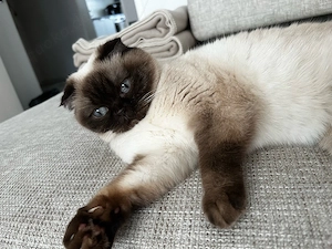 Liebevolles für immer Zuhause für Katze gesucht 