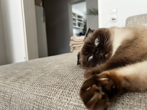 Liebevolles für immer Zuhause für Katze gesucht  Bild 2
