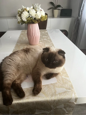 Liebevolles für immer Zuhause für Katze gesucht  Bild 3