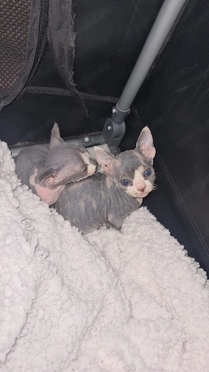 Sphynx-kitten