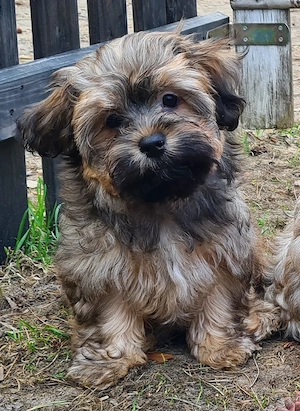 Wunderschöner Havaneser Welpe Rüde sucht Familienanschluss