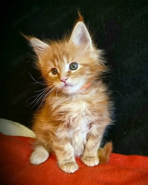 Prächtige reinrassige Maine-Coon-Kätzchen