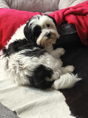 Havaneser Welpen suchen ein Zuhause