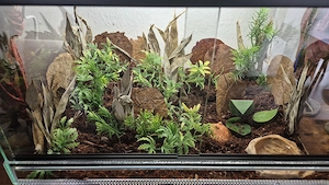 Schmuckhornfrosch Strawberry inkl Terrarium 