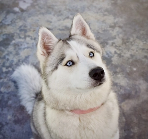 Husky Hündin abzugeben 