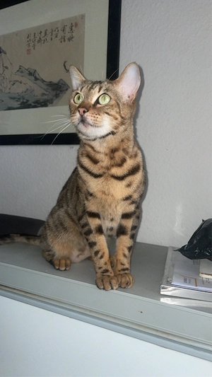 reinrassige bengal mädel 