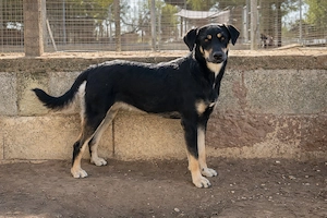 Mischlingshündin Luisa 