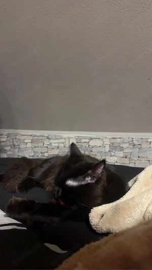 europäische kurz haar