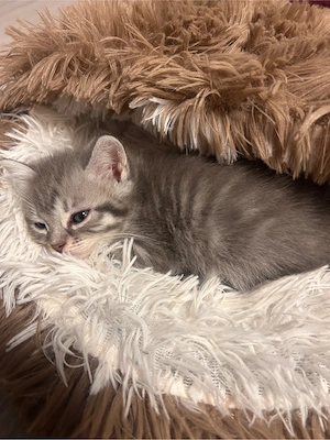 BKH mix Europaisch Kurzhaar 