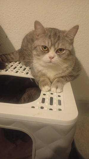  BKH   Deckkater kein verkauf