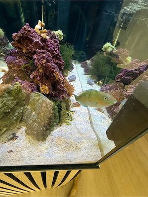 Papageifisch Scarus quoyi