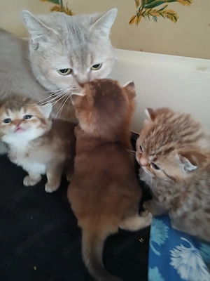 BKH Kitten,Bkh Katzen 