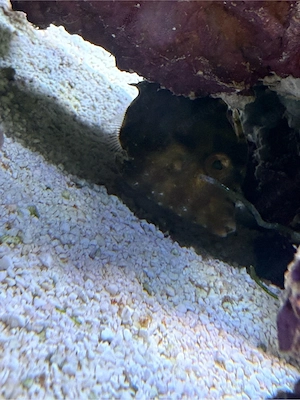 Tangpfeilenfisch Acreichthys tomentosus