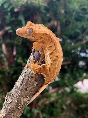 0.0.1 Correlophus Ciliatus (Kronengecko) LillyWhite Gecko