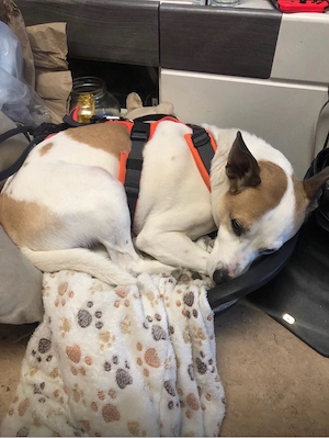 jack rassel pindscher mischling