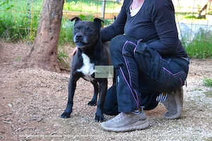 Mischlingshündin Malu sucht ihr Zuhause