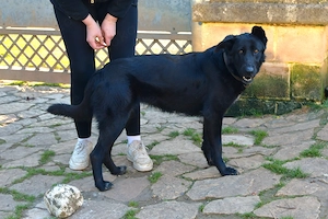 Mischlingshündin Zoe sucht ihr Für-Immer-Zuhause