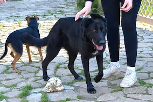 Mischlingshündin Zoe sucht ihr Für-Immer-Zuhause Bild 7