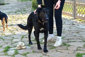 Mischlingshündin Zoe sucht ihr Für-Immer-Zuhause Bild 6