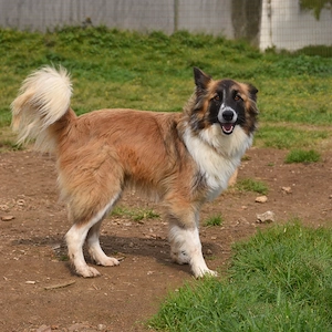 Mischlingshündin Candy sucht ihr Zuhause