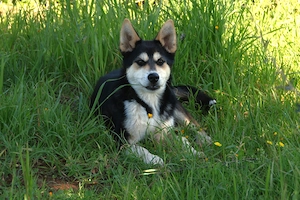 Welpe Rocky sucht sein Zuhause