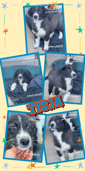 wunderschönes, liebes, fröhliches Welpenmädchen "Tisja" ist auf der Suche nach Ihren Menschen