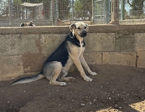Mischlingsrüde Pippo sucht sein Zuhause