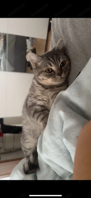 Zwei BKH Katzen mit vollelektronischer Toilette zu verkaufen  Bild 3